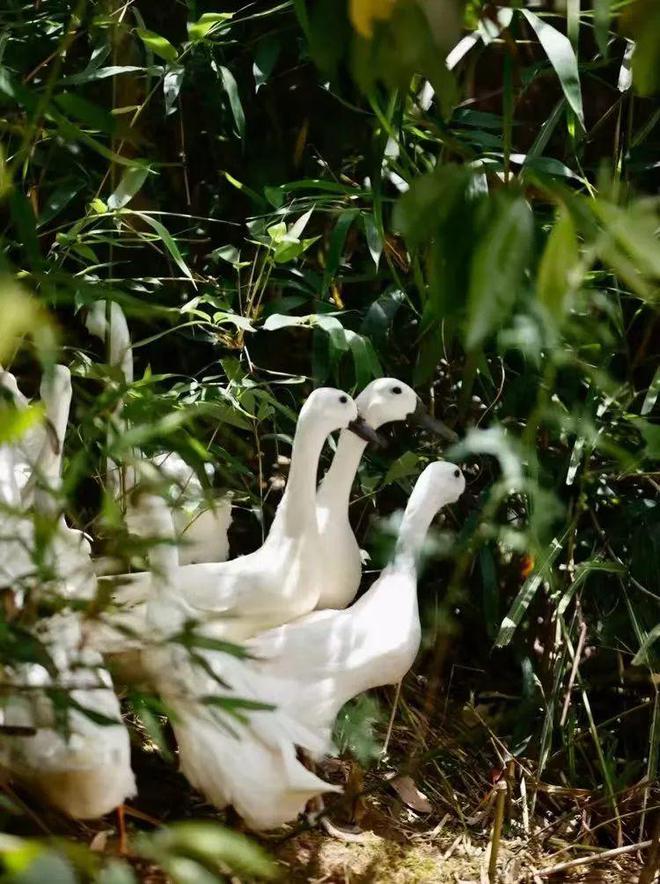 冬天使劲吃它！号称“天然灭火器”超滋补、胆固醇还低！(图3)