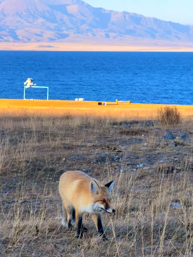 2025秋冬新疆旅游团报价10日游：10天纯玩团真实报价避坑指南(图3)