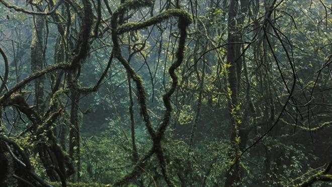 4名地质人员携带厘米级定位设备却被困哀牢山最终全部遇难(图1)