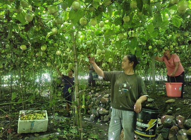苗乡侗寨振兴长卷映初心——绥宁县长铺子苗族侗族乡走出全域融合发展新路径(图3)